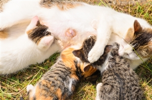 猫にレボリューションしたら便に白い物が!これって回虫ってやつ?